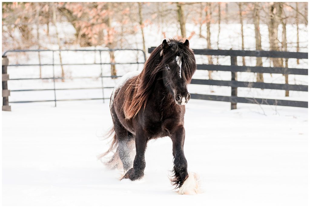 LP Gypsy Vanner Stud